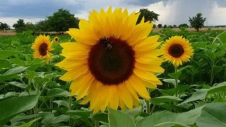 Sunflowers