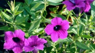 Petunia Petunia