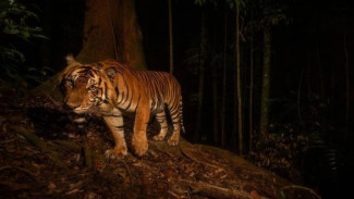 Fotografer Habiskan Empat Tahun untuk Mengambil Foto Harimau Sumatra Liar yang Sangat Langka