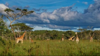Penelitian Baru Mengungkap Mengapa Sebagian Besar Manusia Purba yang Meninggalkan Afrika Hilang Tanpa Jejak
