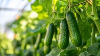 3 Tanda Mentimun Anda Siap Dipetik dan Tips Memanen yang Benar