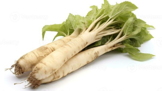 Horseradish atau Lobak Pedas Horseradish atau Lobak Pedas