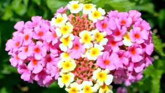 Lantana Lantana