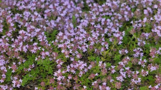 Creeping Thyme Creeping Thyme