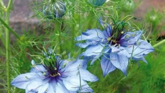 Love-in-a-mist