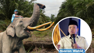 Taman Nasional Tesso Nilo: Sertifikat Sawit Dicabut, Pemerintah Ambil Langkah Tegas Selamatkan Habitat Gajah Sumatra