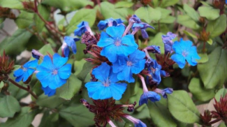 Plumbago Hardy atau Plumbago Biru Plumbago Hardy atau Plumbago Biru