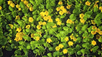 Creeping Jenny Creeping Jenny