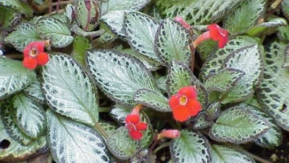 Daun Beludru Daun Beludru