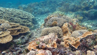 Peningkatan Suhu Laut dapat Memperlambat Penyakit Karang yang Mematikan