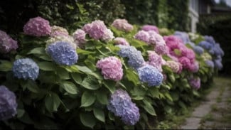 Panduan Utama Pemupukan Hydrangea supaya Mekar Luar Biasa Setiap Tahun