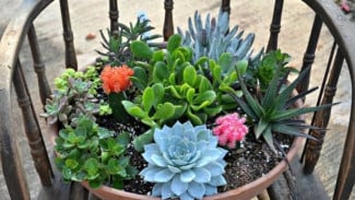 Taman Sukulen Mini dalam Ruangan Menjadi Tambahan Manis untuk Asrama atau Apartemen Kecil Anda