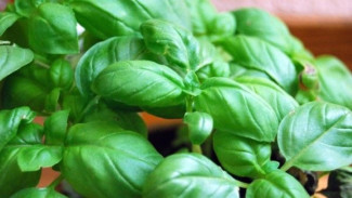 Hindari Menanam Dua Tanaman Herbal Populer Ini Berdampingan di Kebun Anda