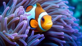 Misteri Evolusi Ikan Badut Terpecahkan Berkat Perilaku Berenang yang Mengejutkan