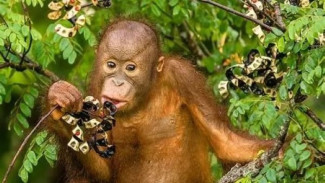 Hutan Bergantung pada Hewan untuk Membantu Melawan Perubahan Iklim