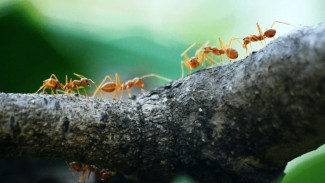 Bagaimana Cara Membasmi Semut di Kebun, Cari Solusinya di Sini!