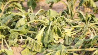 7 Tanda Anda Kurang Menyiram Tanaman Anda