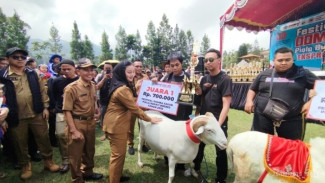 Festival Domba Sakub Brebes 2025 di Kebun Teh Kaligua: Meriah, Penuh Budaya, dan Siap Jadi Agenda Tahunan