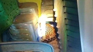 Macan Tutul Masuk Balai Desa di Kuningan: Warga Geger, Evakuasi Dramatis