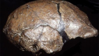 Homo erectus,  Garis Keturunan Manusia Pertama yang Meninggalkan Afrika