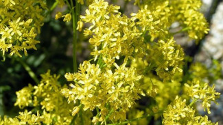 Jejak Warna Indigo Berusia 34.000 Tahun Ditemukan di Gua Dzudzuana, Georgia