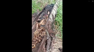 Kerangka Manusia dalam Pohon Aren: Misteri Gelap dari Perut Hutan Sumatera