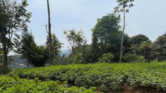 WISATA HERBAL: Aroma dan Khasiat Daun Mint (Mentha Cordifolia), Tanaman dari Kebun Bumi Herbal Dago