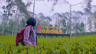 KEBUN TEH PANAMA, Wonosobo, Jawa Tengah, Keseruan Disela Sejuknya Udara Bebas Sambil Melepas Penat