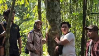 Misteri Vatica Javanica: Pohon Purba Jawa yang Kini Terancam Punah di Tanah Sendiri