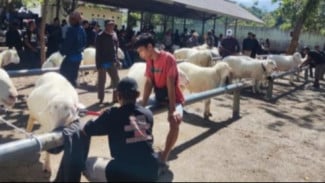 Heboh! Domba Tanjung Brebes Diperebutkan, Harga Bisa Tembus Puluhan Juta