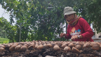 Mimin Nyidewi, Srikandi Tangguh Penjaga Vatica Javanica, Harta Karun Hutan Jawa yang Hampir Punah