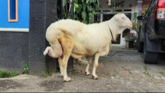 Genetik Emas dari Brebes: Domba Tanjung Jadi Senjata Baru Hadapi Krisis Pangan