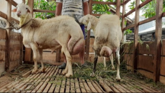 Resmi Diobservasi! Domba Tanjung Brebes Menuju Rumpun Ternak Khas Nusantara