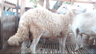 Terungkap! Populasi Domba Tanjung di Brebes Tembus Ribuan Ekor, Ini Sebaran Lengkapnya
