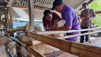 Inilah Sejarah Domba Tanjung yang Menjadi Salah Satu Ikon Ternak Asli Brebes