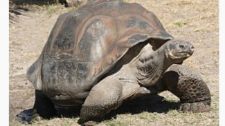 Misteri & Kebangkitan Kura-kura Galápagos yang Mengejutkan, Bukti Keberhasilan Tim Konservasi
