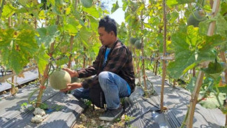 Wisata Petik Melon di Tuban: Dari Kandang Kambing Jadi Surga Agrowisata Keluarga di Tengah Kota!