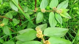 WISATA HERBAL:  2 Tanaman Perdu yang Dianggap Gulma Tapi Banyak Dicari di Luar Negeri Karena Khasiatnya untuk Kesehatan