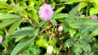Mengenal Tanaman Putri Malu (Mimosa pudica) dan Cara Pemanfaatannya untuk Kesehatan