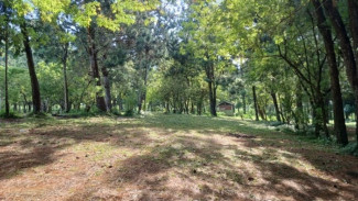 Emas Baru di Hutan Jawa: Phytoncides Dikuasai Perhutani, Econique dan LMDH dalam Wellness Etnaprana