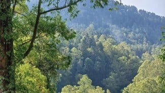 Phytoncides: Senyawa Ajaib dari Hutan Indonesia yang Jadi Rebutan Dunia Medis