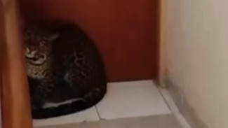 Macan Tutul Masuk Hotel di Bandung: Begini Kronologinya!