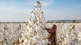World Cotton Day 7 Oktober: Bukan Hanya tentang Kapas, Tetapi juga Petani dan Pelaku Industri Tekstil