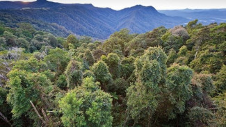 Kabar Mengejutkan! Hutan Hujan Australia Berubah dari 'Penyerap Karbon' Jadi 'Sumber Emisi'