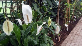 5 Alasan Mengapa Daun Bunga Peace's Lily Anda Berubah Menjadi Cokelat dan Cara Memperbaikinya Secepatnya