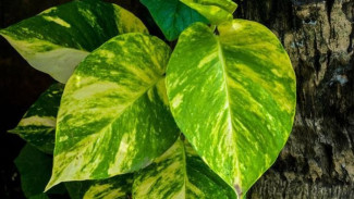 Seberapa Sering Menyiram Sirih Gading (Epipremnum aureum) agar Hidup Selamanya