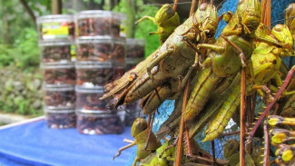 Belalang Goreng Khas Gunung Kidul, Salah Satu Kuliner Ekstrem Indonesia yang Kaya Gizi dan Jadi Ikon Wisata