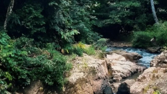 Hutan Adat Datuk Rangkayo Mulio: Oase Hijau dan Kearifan Lokal di Jantung Bungo