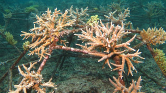 Keren, Kolaborasi Peneliti, Warga Pesisir, dan Pemerintah Pulihkan Terumbu Karang Botutonuo, Gorontalo