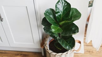 Photo Mini 7